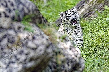 Schneeleopard Baby