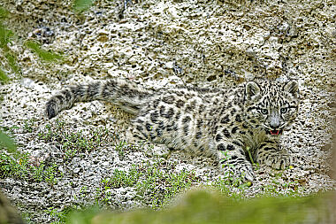 Schneeleopard Baby