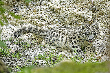 Schneeleopard Baby