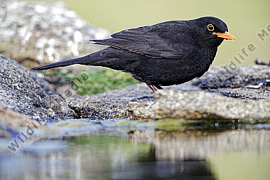 Amsel Männchen