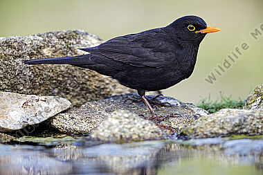 Amsel Männchen