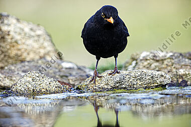 Amsel Männchen