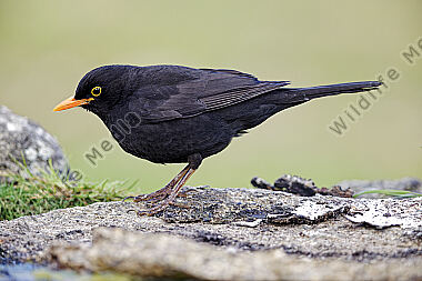 Amsel Männchen