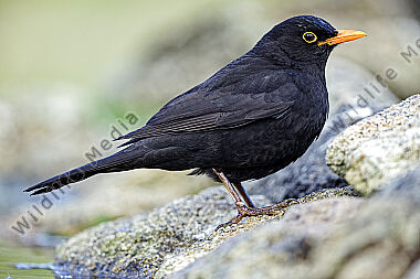 Amsel Männchen