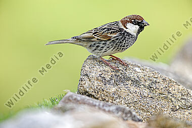 Weidensperling Männchen