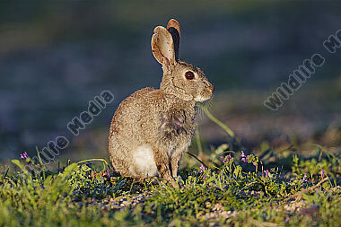 Wildkaninchen