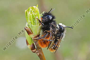 Gehörnte Mauerbiene Paarung