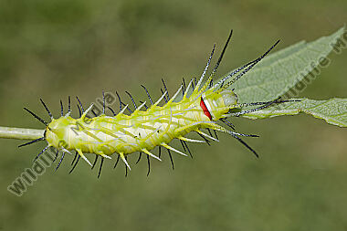 Birkenspinner Mirina christophi Raupe