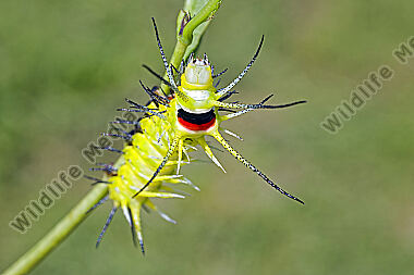 Birkenspinner Mirina christophi Raupe