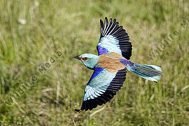Blauracke im Flug