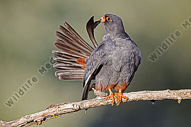 Rotfußfalke Männchen