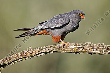 Rotfußfalke Männchen