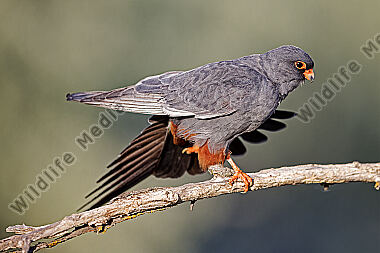 Rotfußfalke Männchen