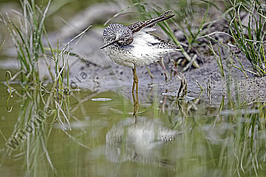 Teichwasserläufer