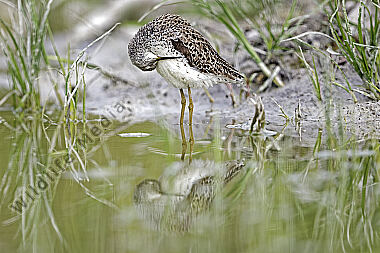 Teichwasserläufer