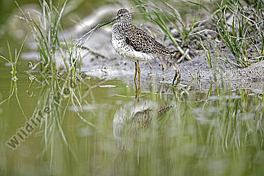 Teichwasserläufer