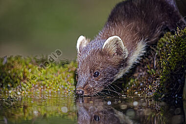 Baummarder