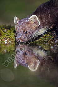 Baummarder
