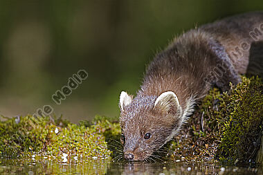 Baummarder