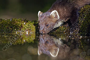 Baummarder