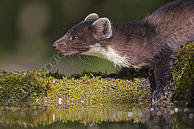 Baummarder