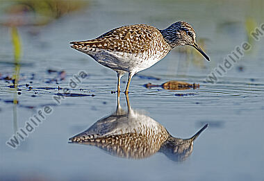 Bruchwasserläufer