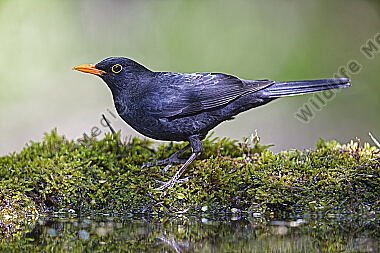 Amsel Männchen