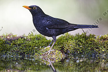 Amsel Männchen