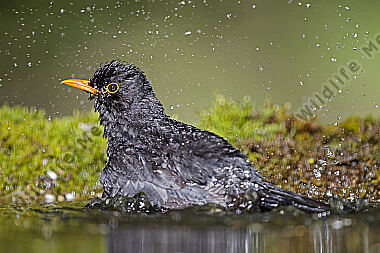 Amsel Männchen
