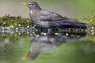 Amsel Weibchen