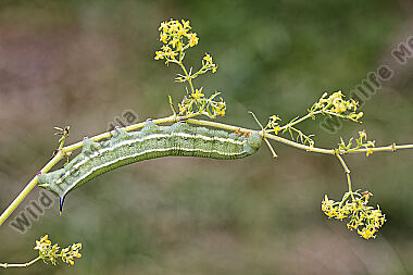 Taubenschwänzchen Raupe