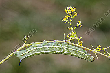 Taubenschwänzchen Raupe