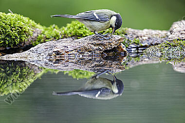 Kohlmeise Jungvogel