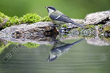 Kohlmeise Jungvogel