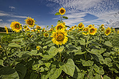 Sonnenblumenfeld
