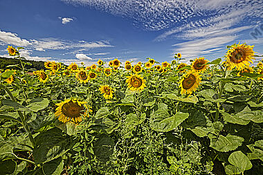 Sonnenblumenfeld
