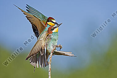Bienenfresser