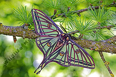 Isabellaspinner Männchen