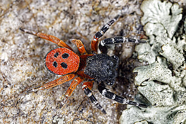 Rote Röhrenspinne Männchen