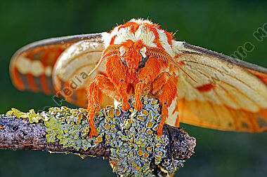 Citheronia regalis Falter