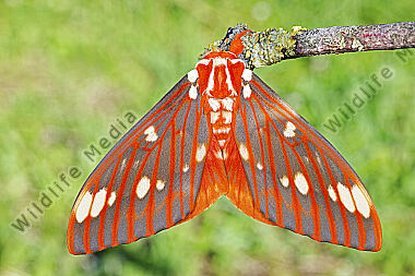 Citheronia regalis Falter