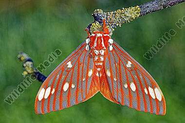 Citheronia regalis Falter