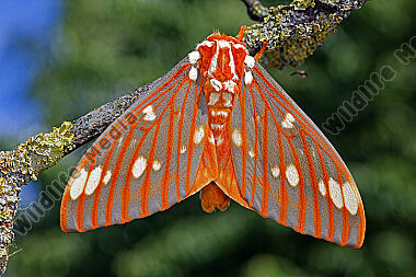 Citheronia regalis Falter