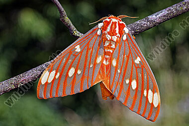 Citheronia regalis Falter