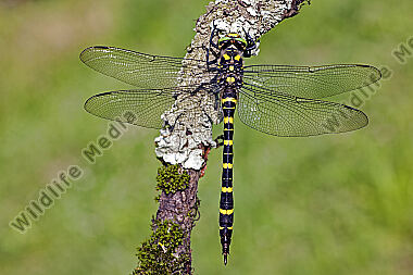 Große Quelljungfer Weibchen