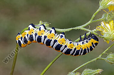 Lattichmönch Raupe