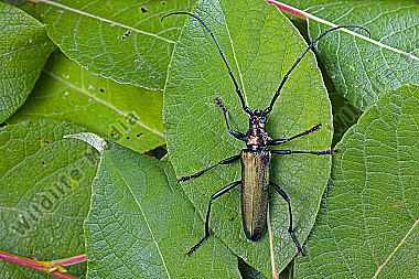 Moschusbock