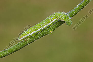 Aurorafalter Raupe