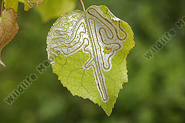 Blattmine Phyllocnistis labyrinthella