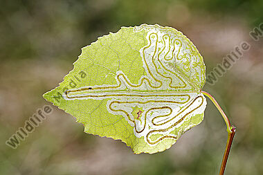 Blattmine Phyllocnistis labyrinthella